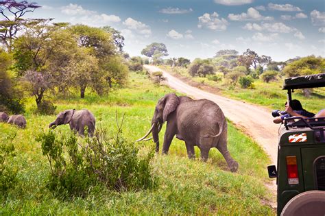 Safari Safely: Tips for a Magical and Safe Wildlife Experience